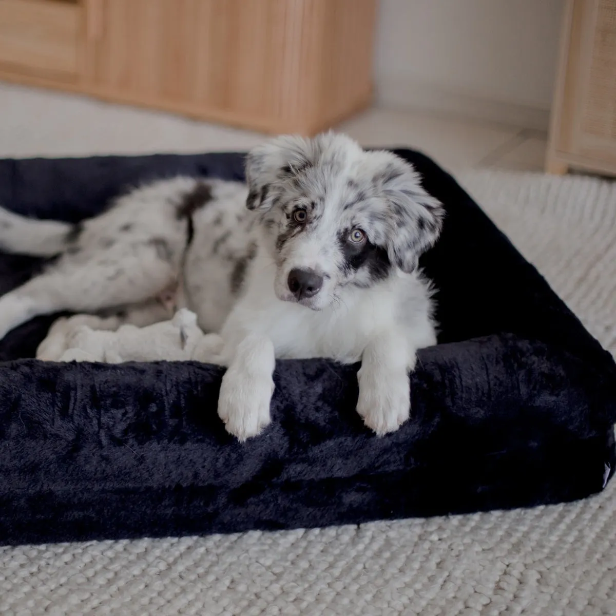 Dazy Dog Orthopaedic Memory Foam Dog Bed Midnight Blue Plush