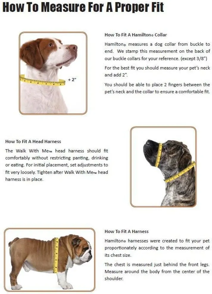 Hamilton Adjustable Nylon Dog Collar, Teal, 3/4" x 16-22"