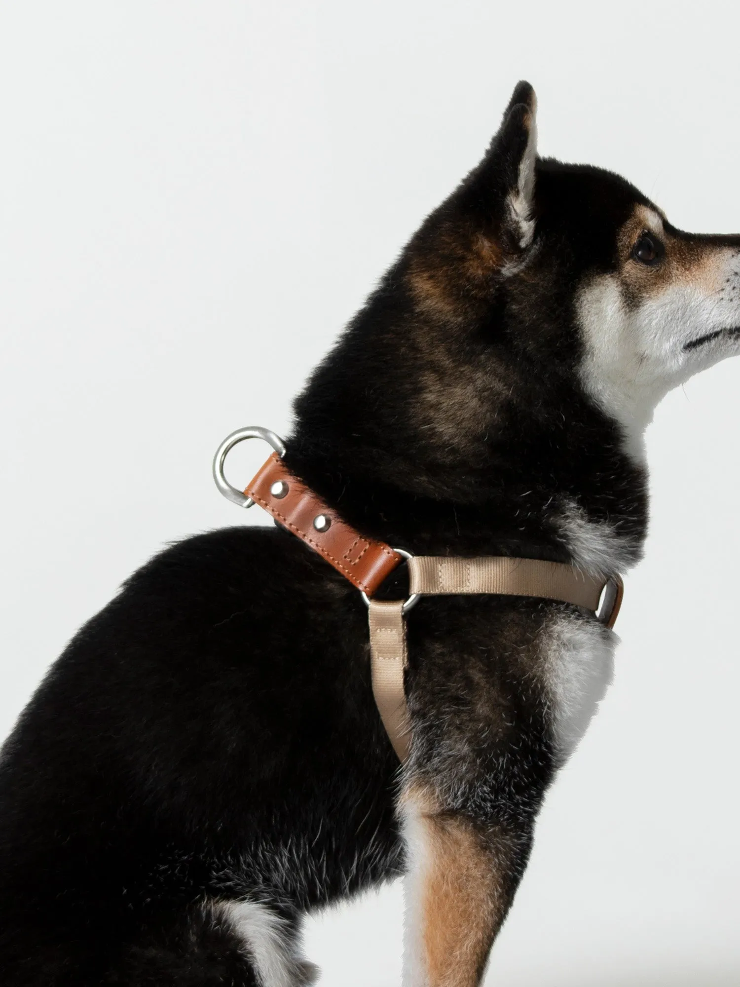 Harness