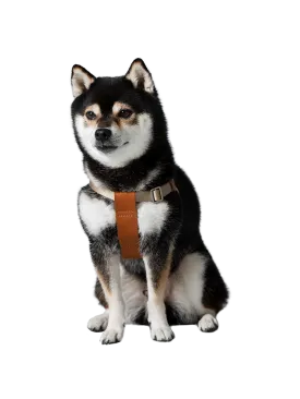 Harness