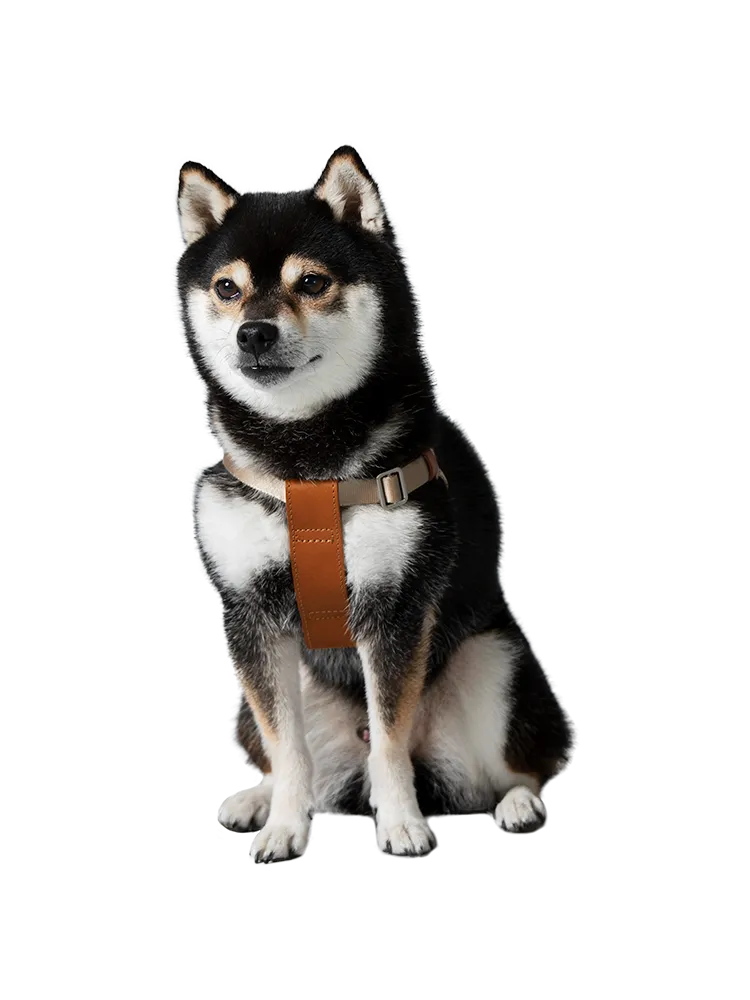 Harness