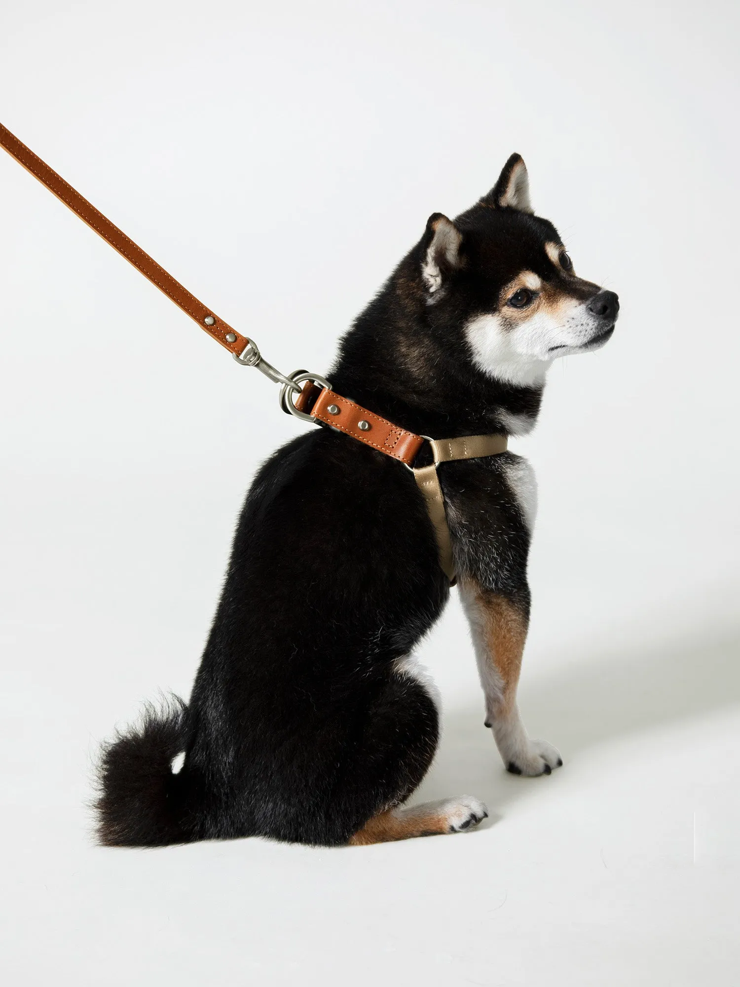 Harness