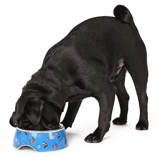 Harry Potter Welcome To Hogwarts Bowl for Dogs and Cats