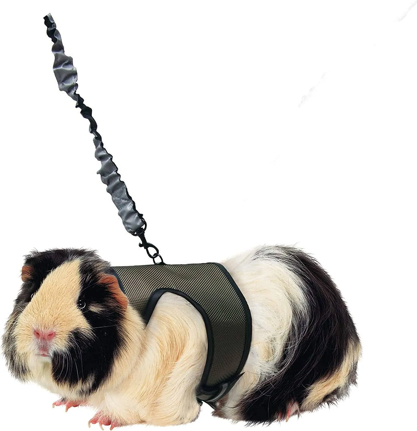 Kaytee Comfort Harness & Stretchy Leash Assorted - Large