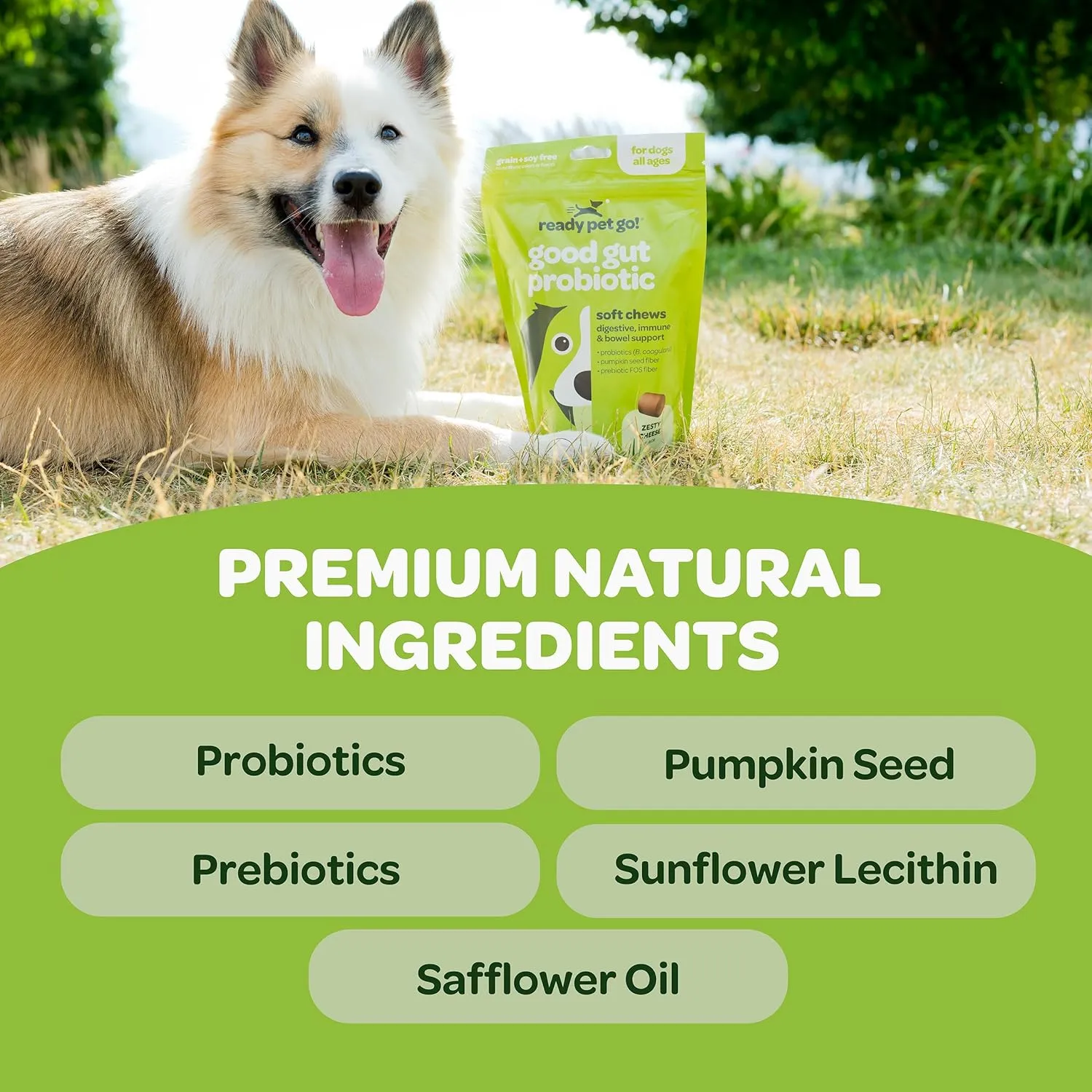 Probiotic Chews for Dogs Gut Health | Tasty Pre and Probiotics for Dogs Digestive Health with Pumpkin Dog Probiotics and Digestive Enzymes | NASC Certified & Made in The USA | 60 Chews