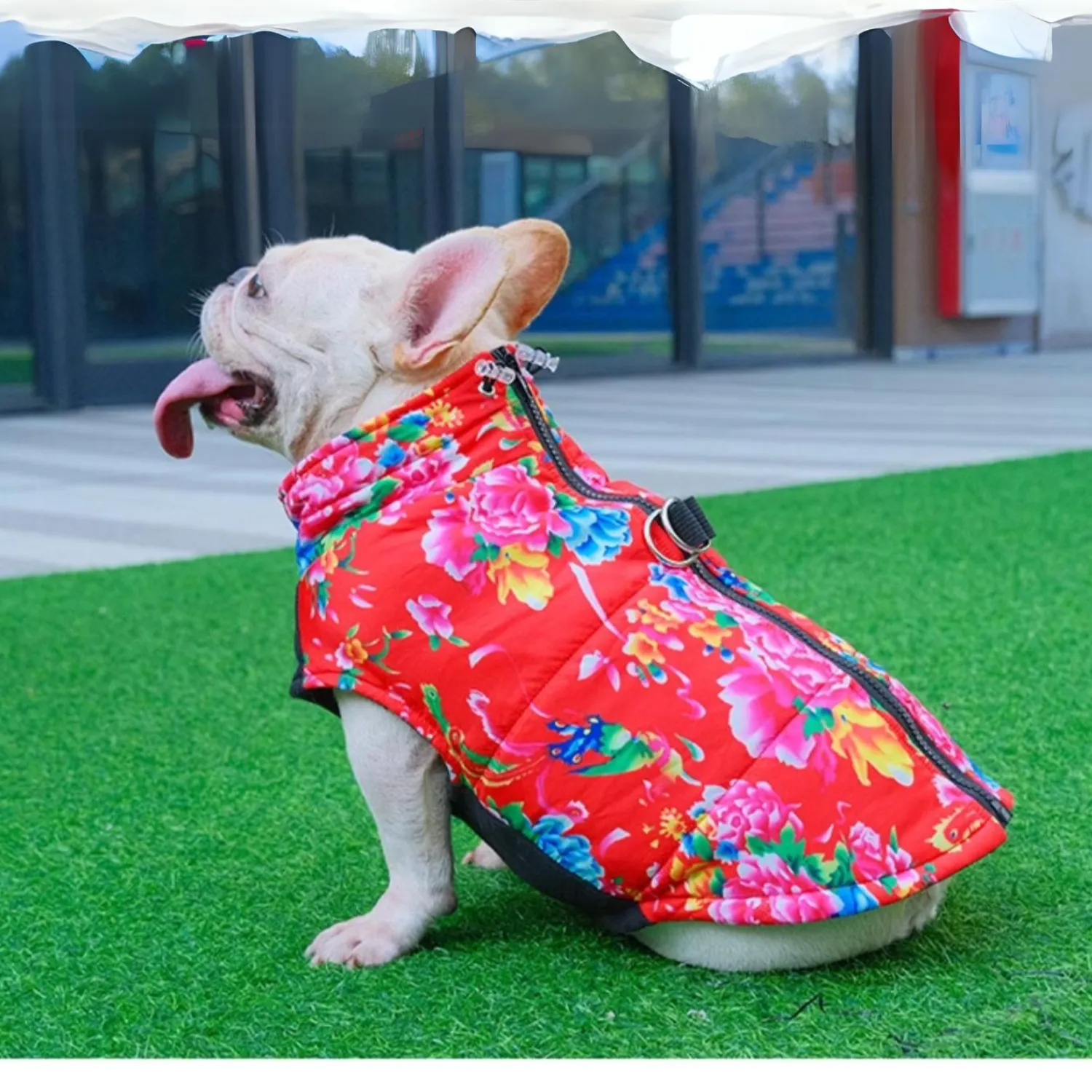 PupTrend Premium Frenchie Jacket