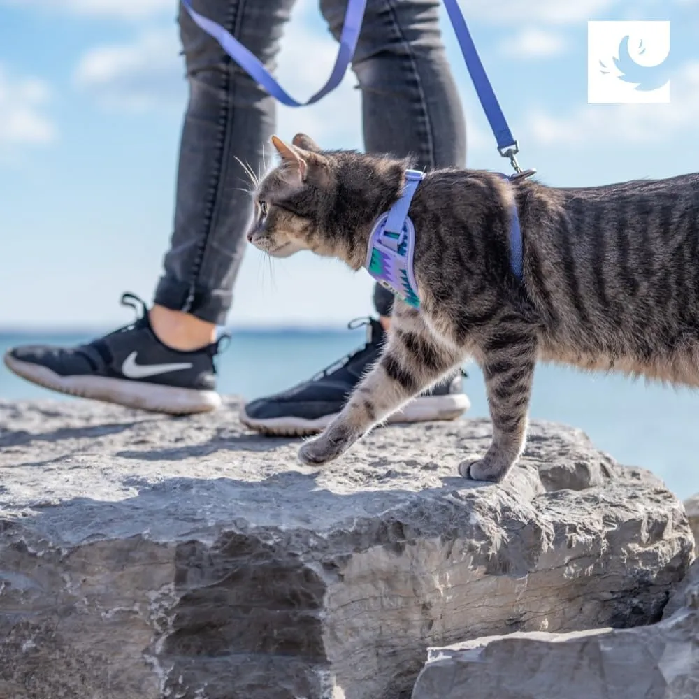 RC Pets Adventure Kitty Harness Includes Adjustable, Airmesh Fabric, 6' Leash and D-Ring Cat Walking Harness | Teal, Large