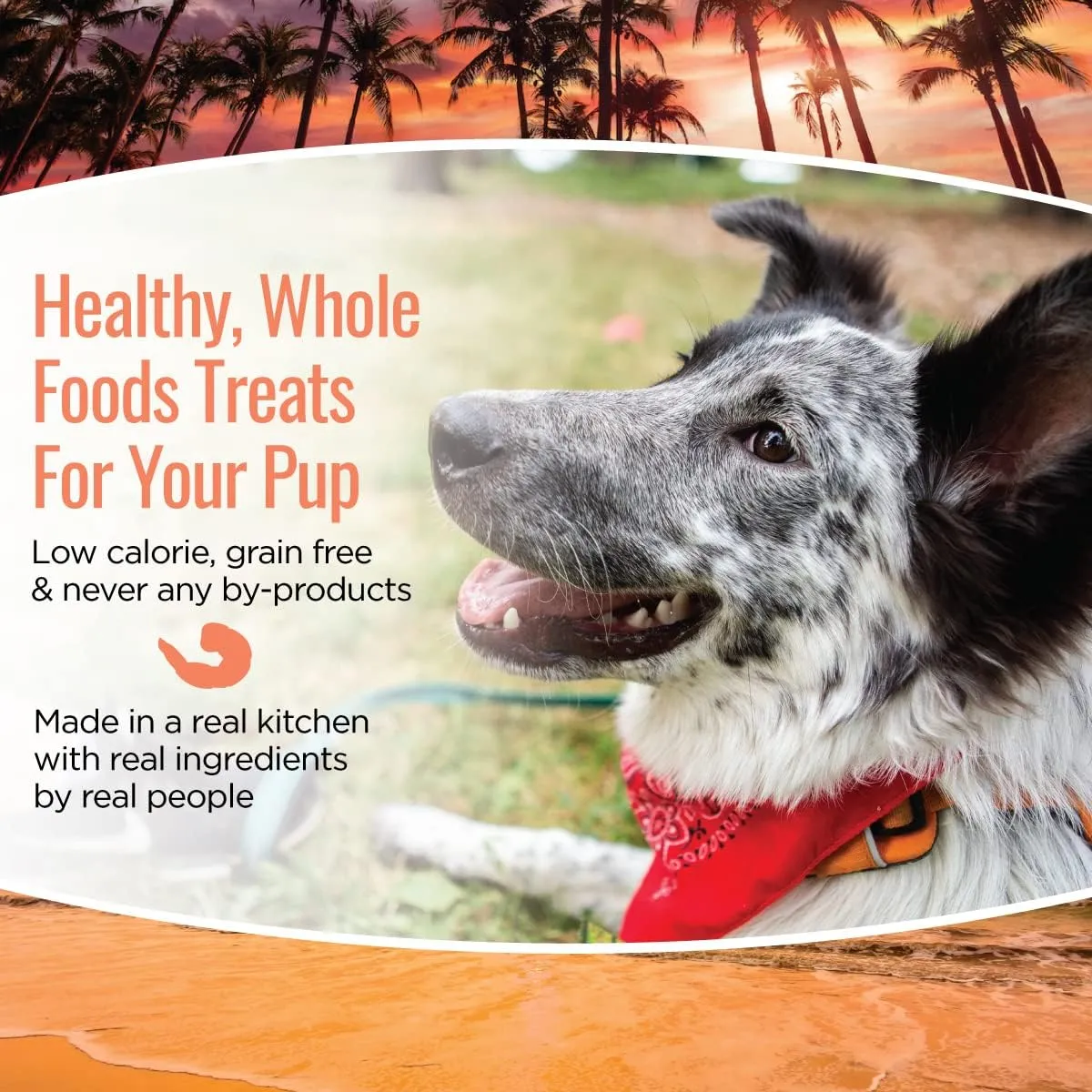 Smart Cookie All Natural Soft Dog Treats - Shrimp & Coconut - Healthy Dog Treats for Allergies, Sensitive Stomachs - Chewy, Grain Free, Human-Grade, Made in The USA - 5oz Bag, 1 Pack