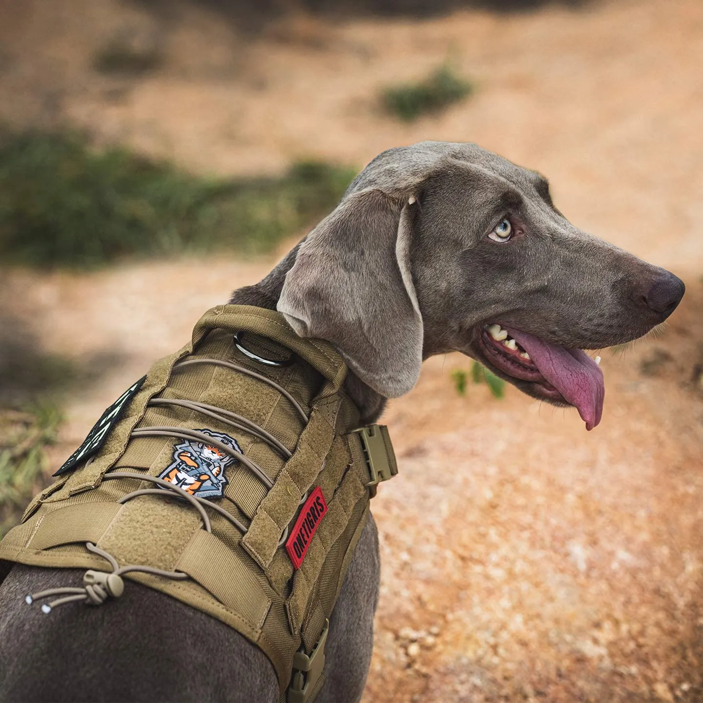 Tactical Dog Harness Vest with Handle, Military Dog Harness for Large Medium Dogs,No-Pull Service Dog Vest with Hook & Loop Panels,Adjustable Dog Vest Harness for Walking Hiking Training