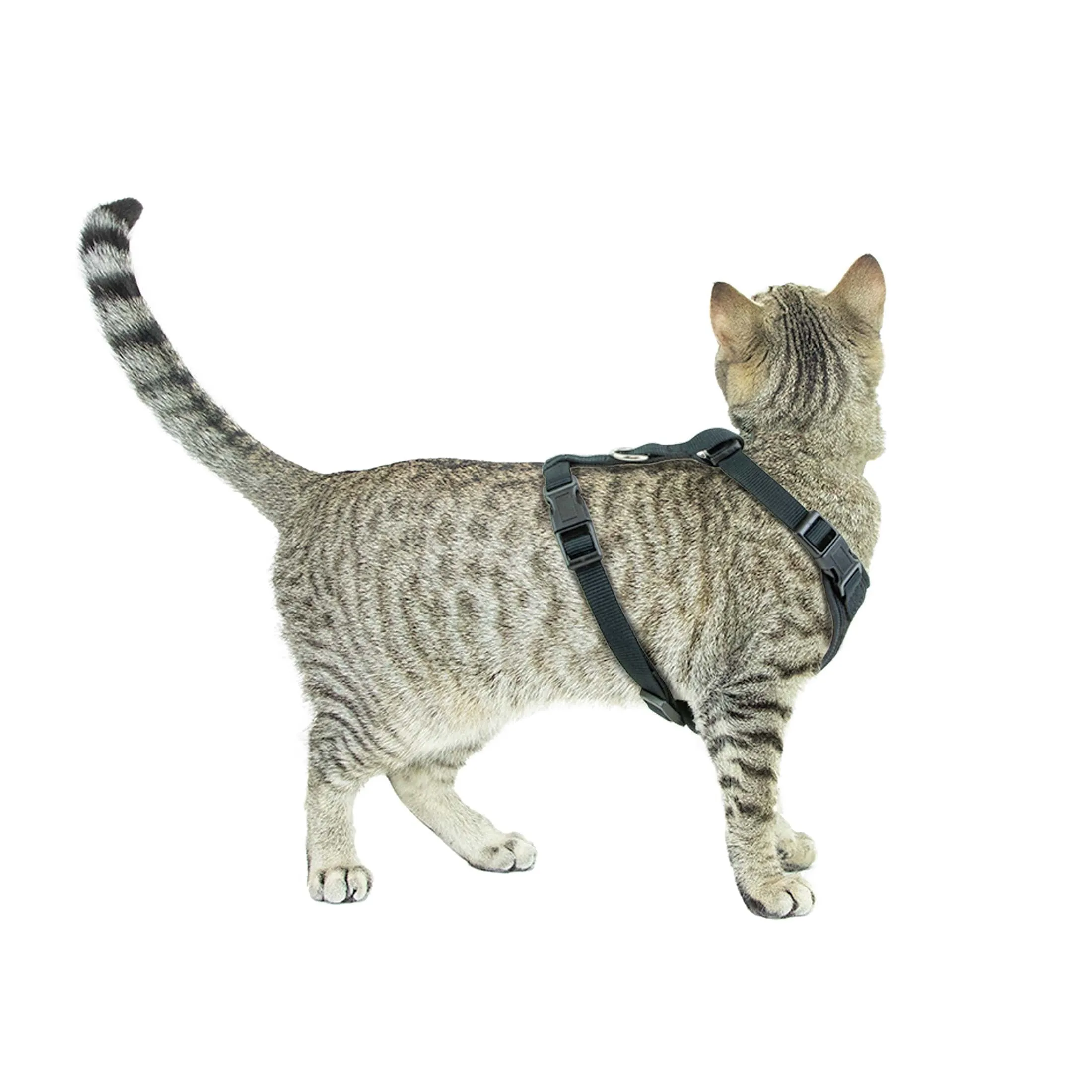 Vibrant Life, Polyester Large Cat Harness and Leash Combo, Black, One Size