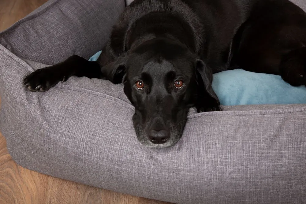 Walksters Lincoln Luxury Dog Bed in Grey
