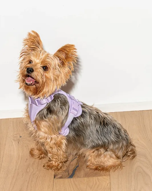 Wild One Comfort Harness - Lilac